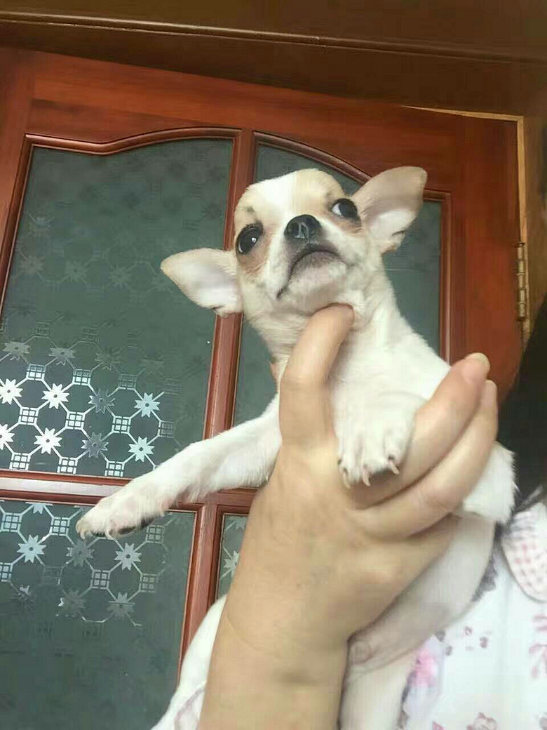 黄白花公吉娃娃,两个月,一针疫苗,价2500