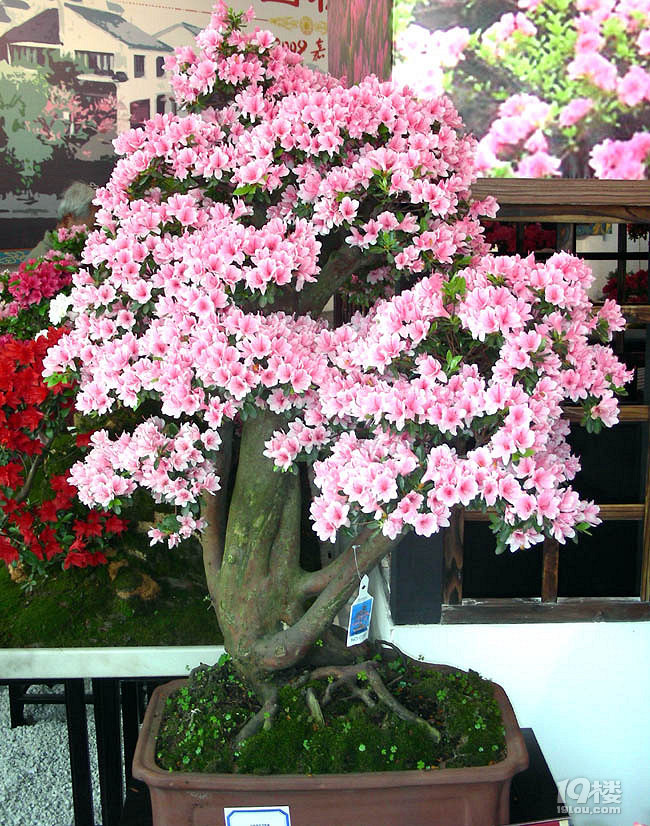 嘉善杜鹃园攻略 满园春色关不住