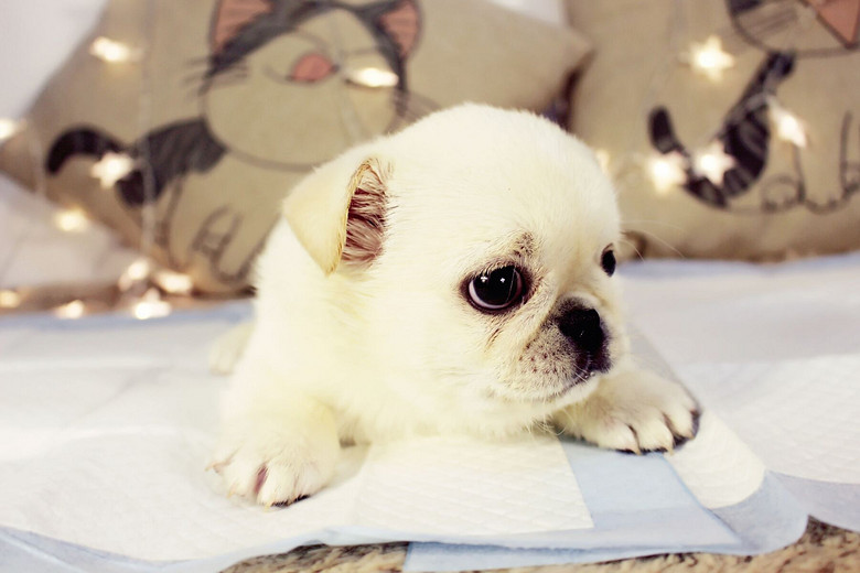 新年特惠1500 纯种健康白巴哥