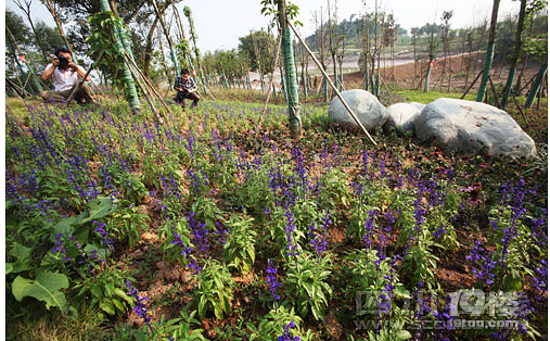 三湾植物园攻略 三湾植物园旅游攻略