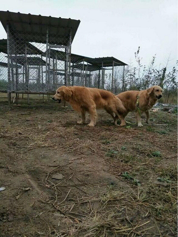 自家狗狗生宝宝找新家