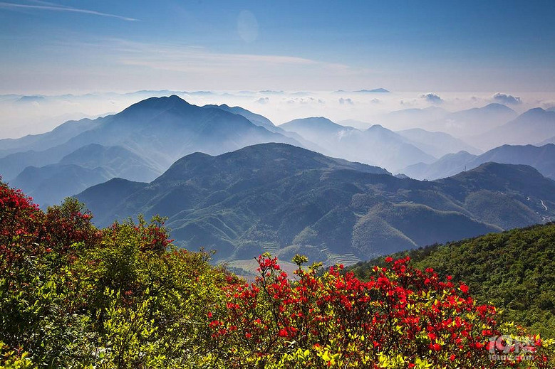 桃源尖攻略   漫山都是杜鹃红