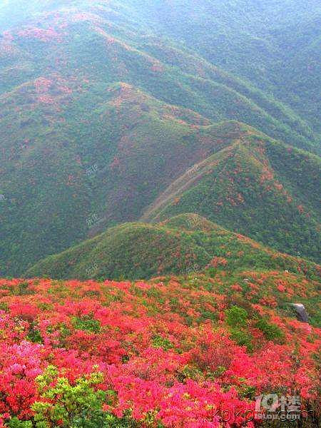 桃源尖攻略   漫山都是杜鹃红