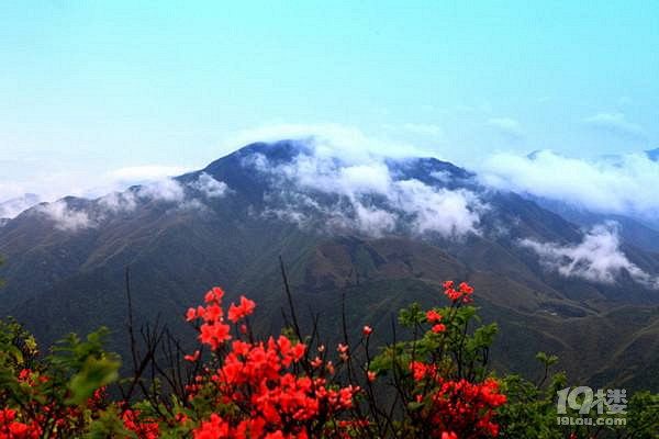 桃源尖攻略   漫山都是杜鹃红