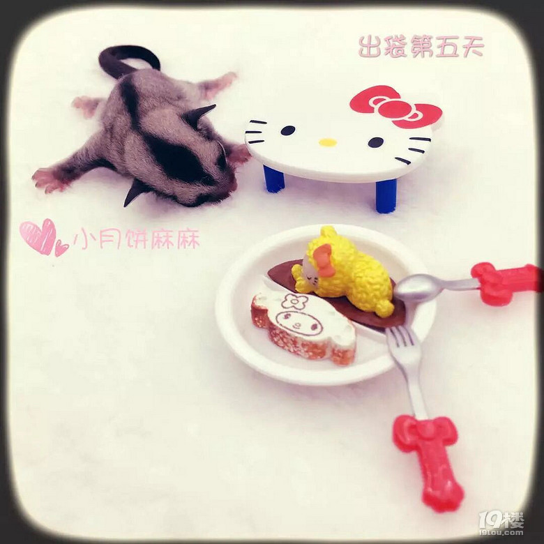 自家蜜袋鼯小宝宝寻新主人-爱宠分享-家有宠物