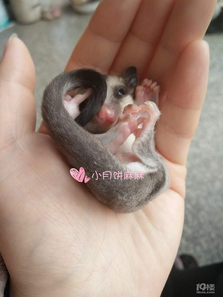 自家蜜袋鼯小宝宝寻新主人