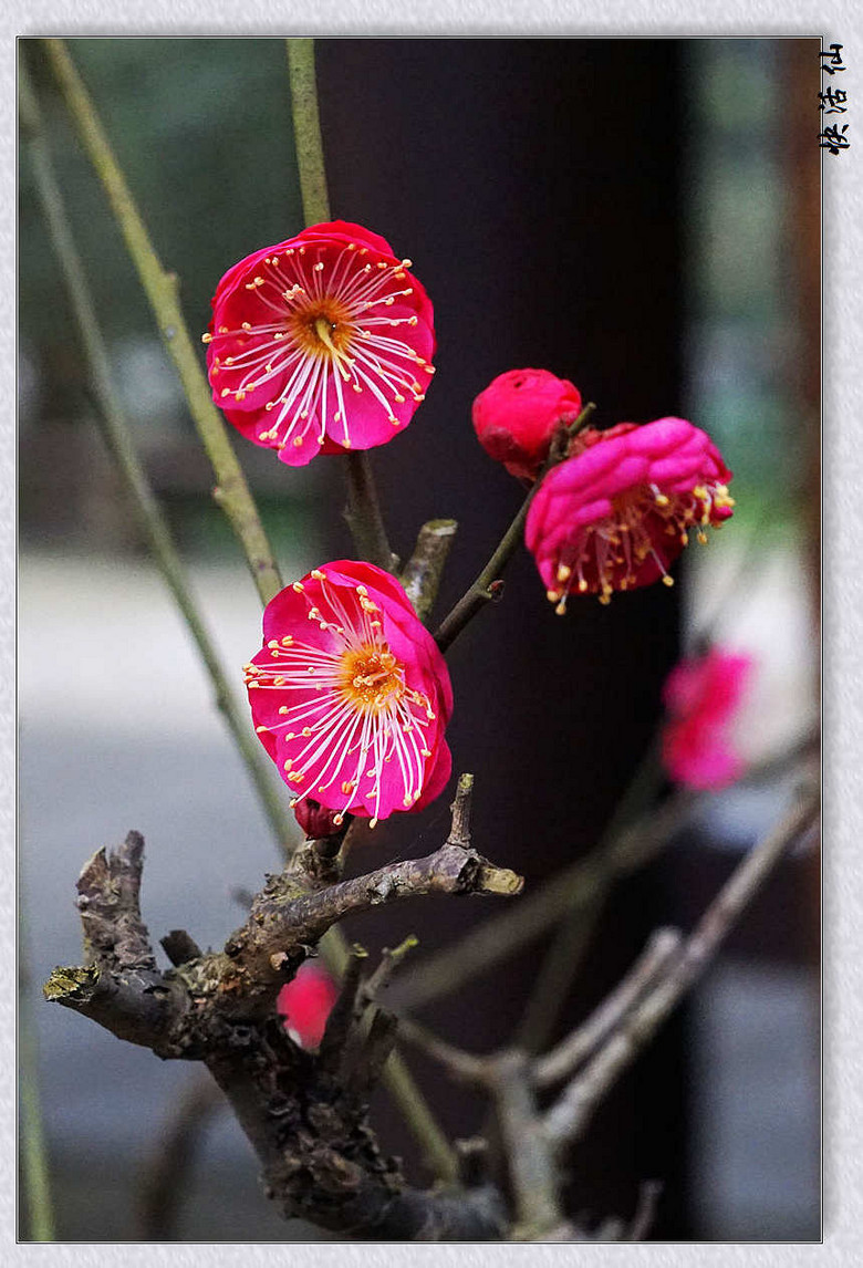 植物園的梅花迎春