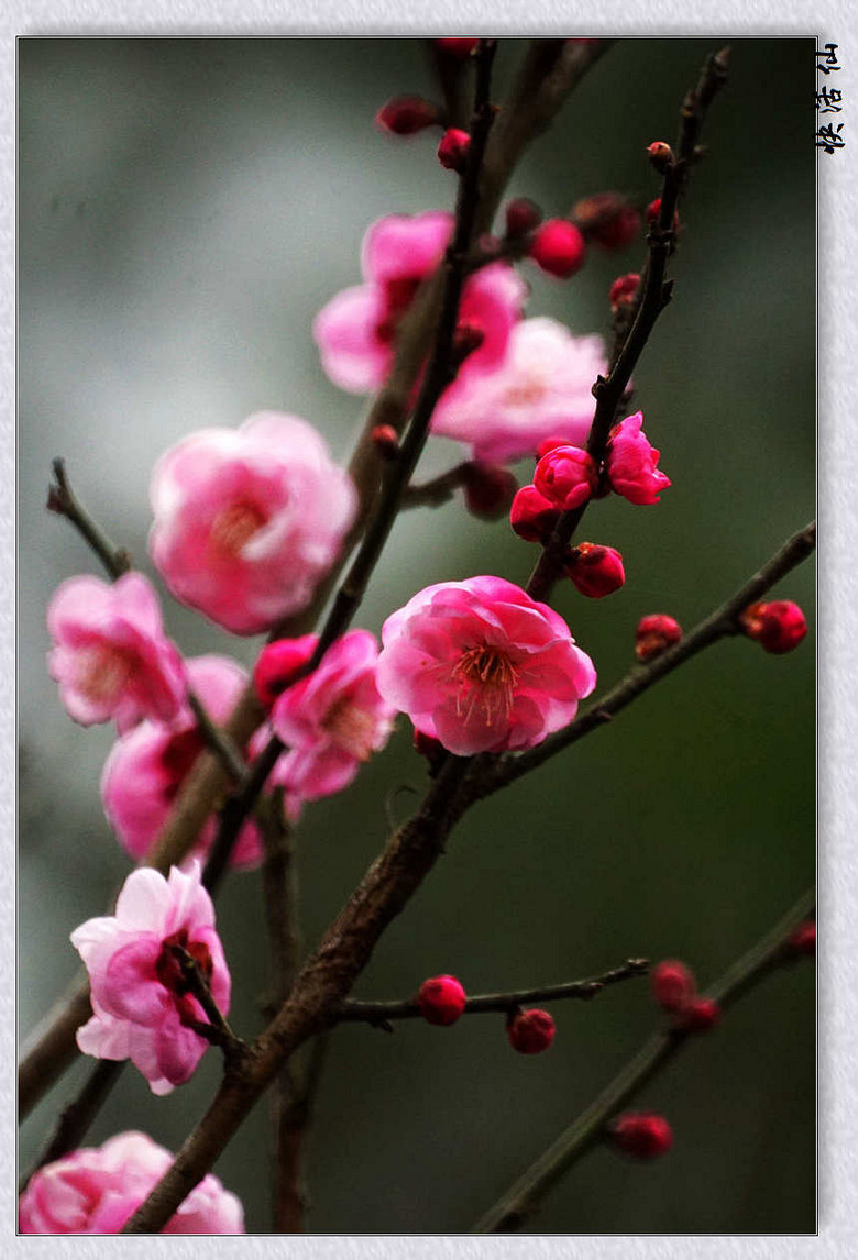 植物園的梅花迎春