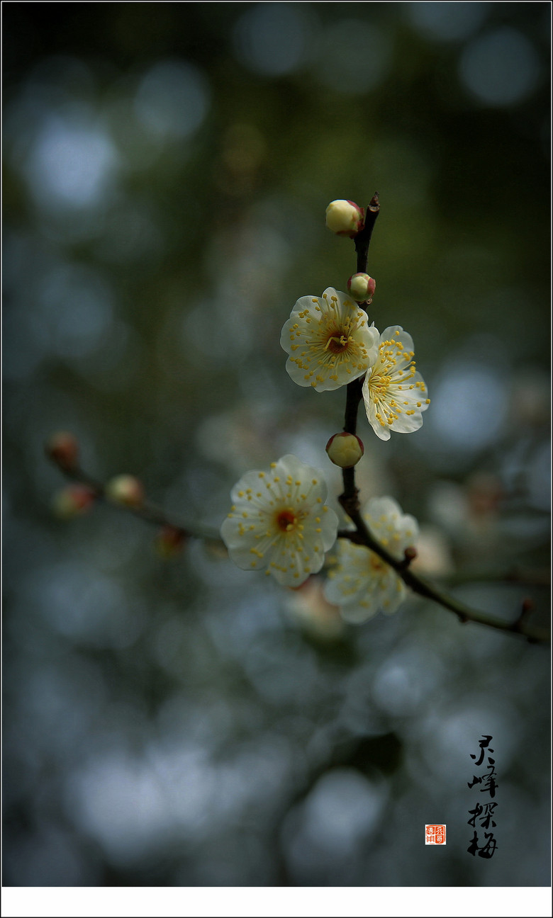 【灵峰金钱绿萼梅香味极浓】