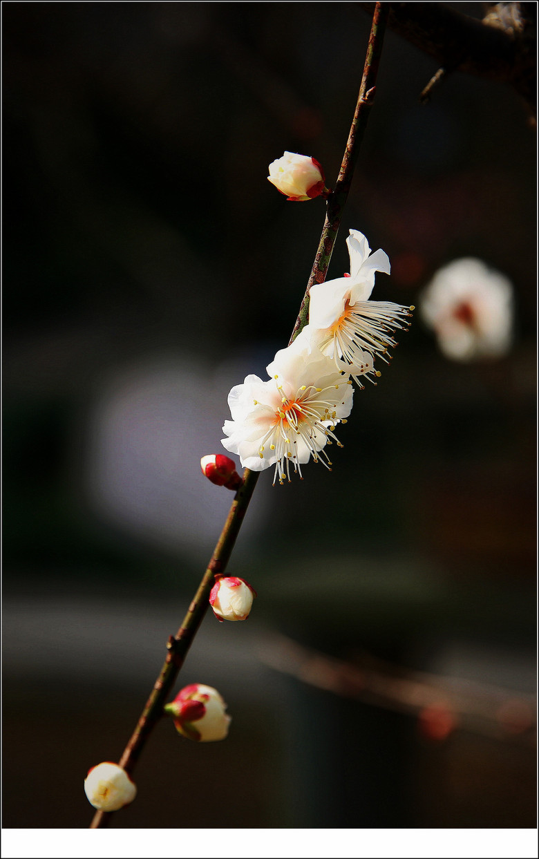 【灵峰金钱绿萼梅香味极浓】