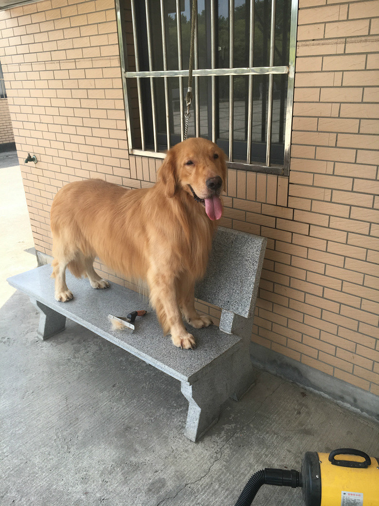 自家大狗生的( 小金毛 )出售