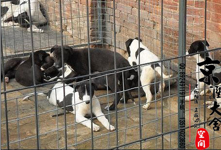 哪裡賣純種格力犬 北京犬舍排名