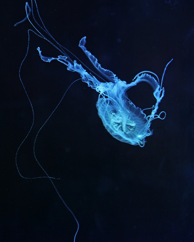 精彩的"海洋精灵"水母主题展特写(弱光下拍摄)