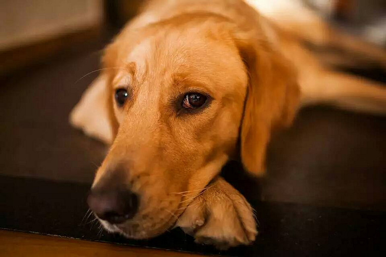 2岁金毛挥泪送养