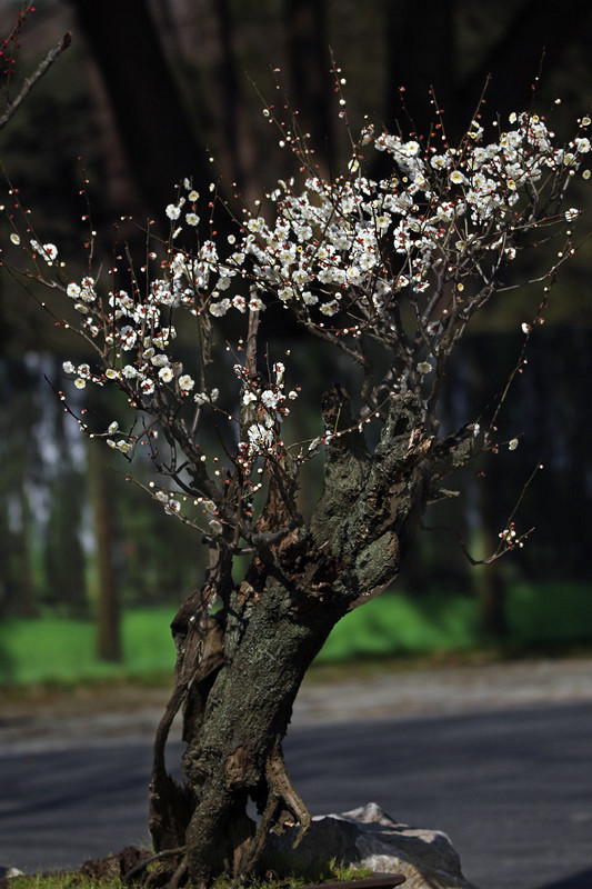 一组老株造型梅花分享