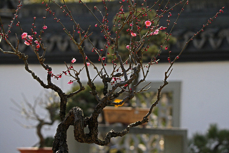 一组老株造型梅花分享