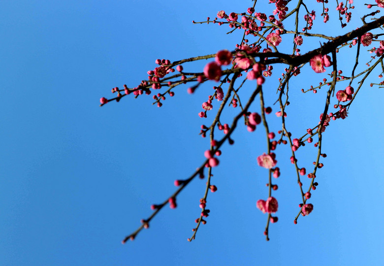 以蓝天为背景,以梅花为点缀