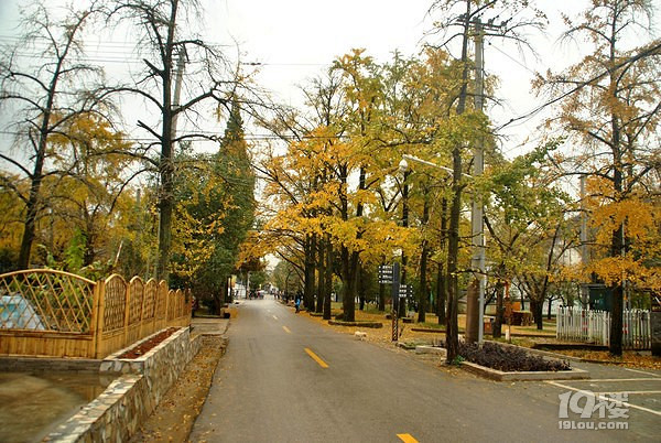 方一村攻略 十里古银杏长廊