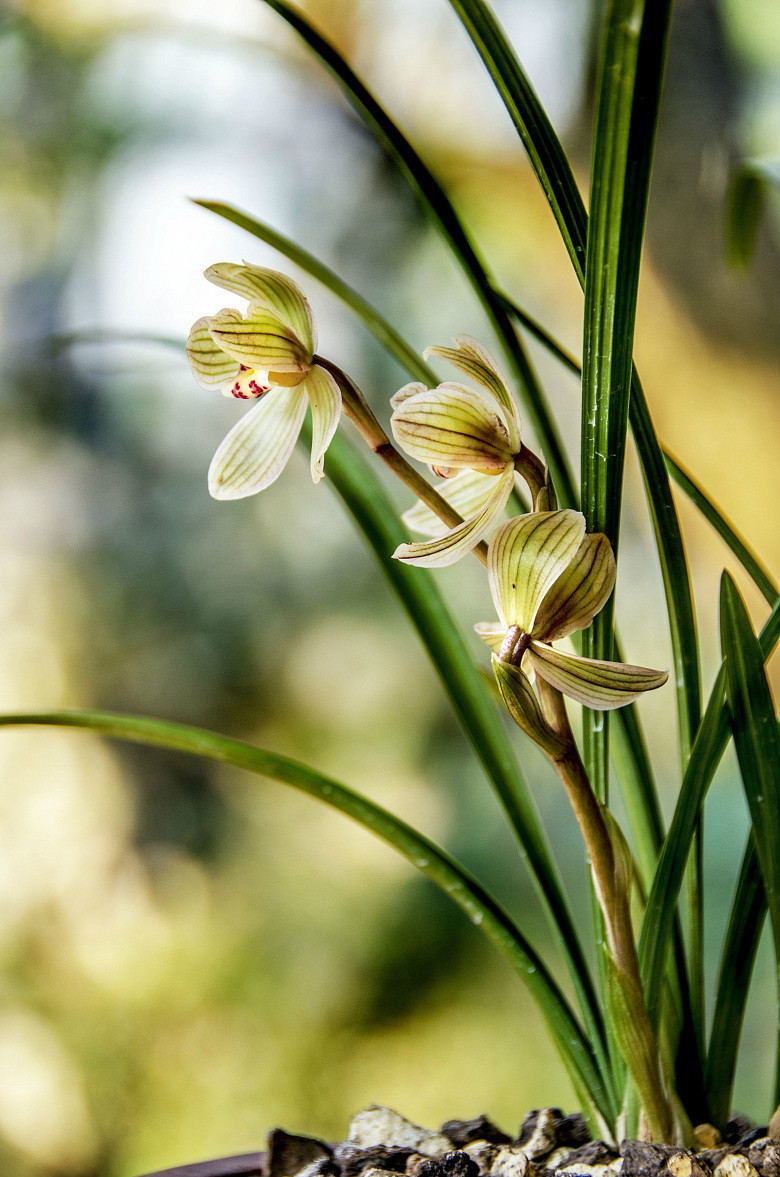 17年郭庄兰花展-静物-19摄区-杭州19楼