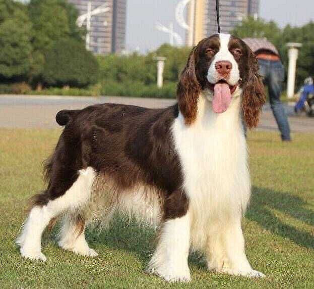 出售家养展示型史宾格一窝(5公3母) 可以接受预定 预定价优