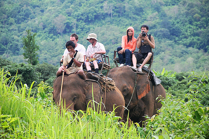 【残忍】我们在泰国骑大象的背后,真相竟然如