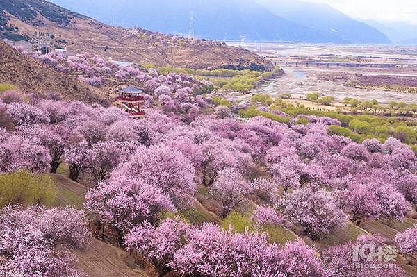 十里桃花林