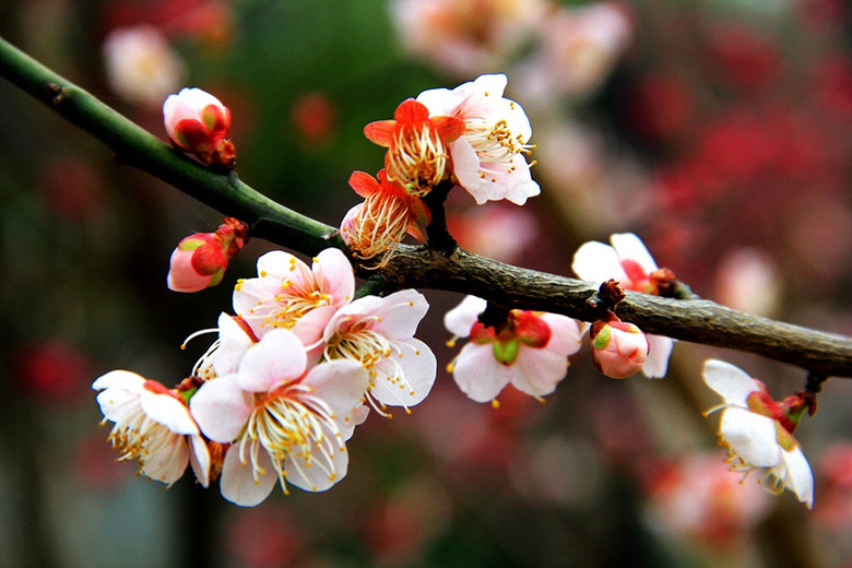 梅花未谢桃花开·冬去春来又一年