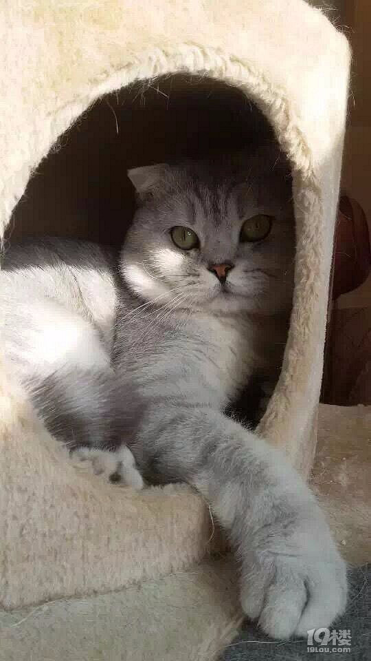 折耳银渐层大脸猫 征婚 找对象-爱宠分享-家有