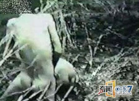 人猪情未了 小伙深夜强奸5头母猪 丢下一地套套-社会-早知道-杭州19楼