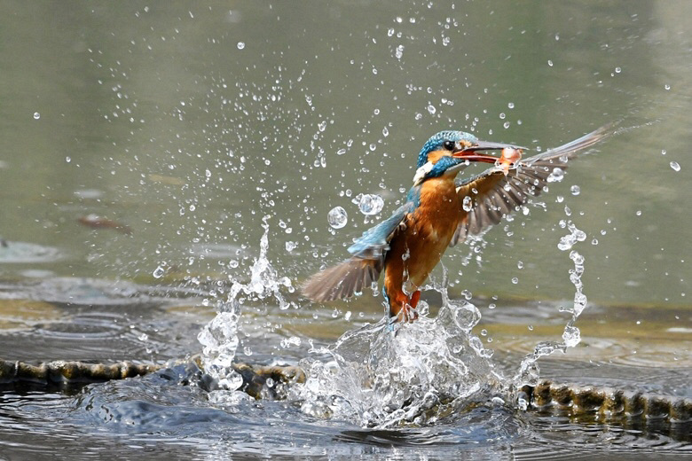 翠鳥從樹上跳水抓到一條魚,在樁上摔魚時,不小心魚