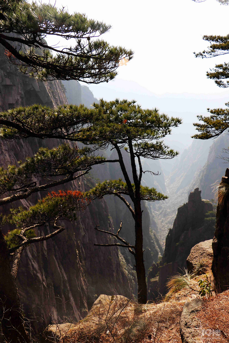 【遇见春天】 万仞高山观云卷云舒——三游黄山记