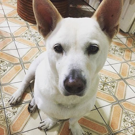 年后竟意外救了小主人-社会-早知道-杭州19楼