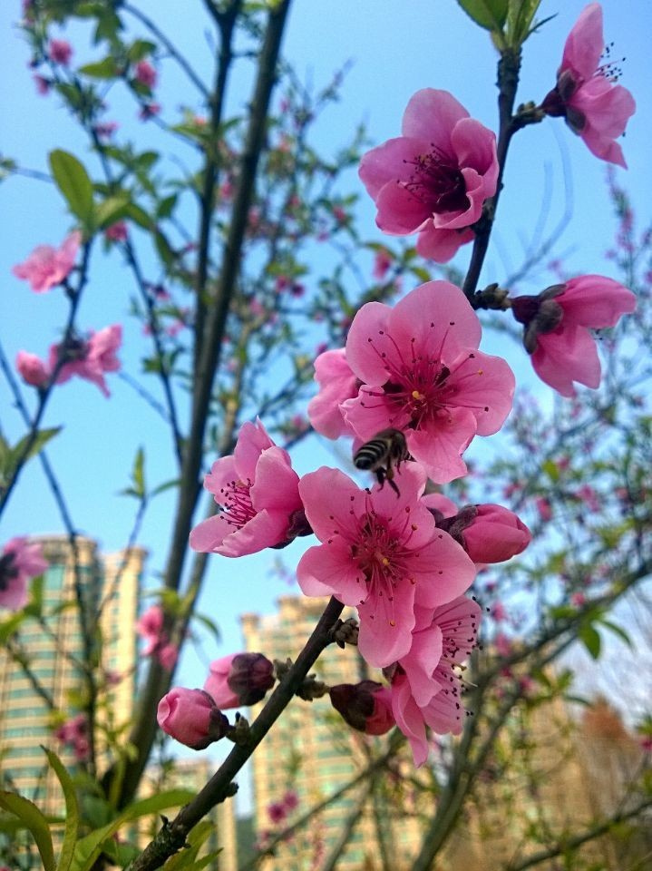 年味儿摄影比赛 桃花红春