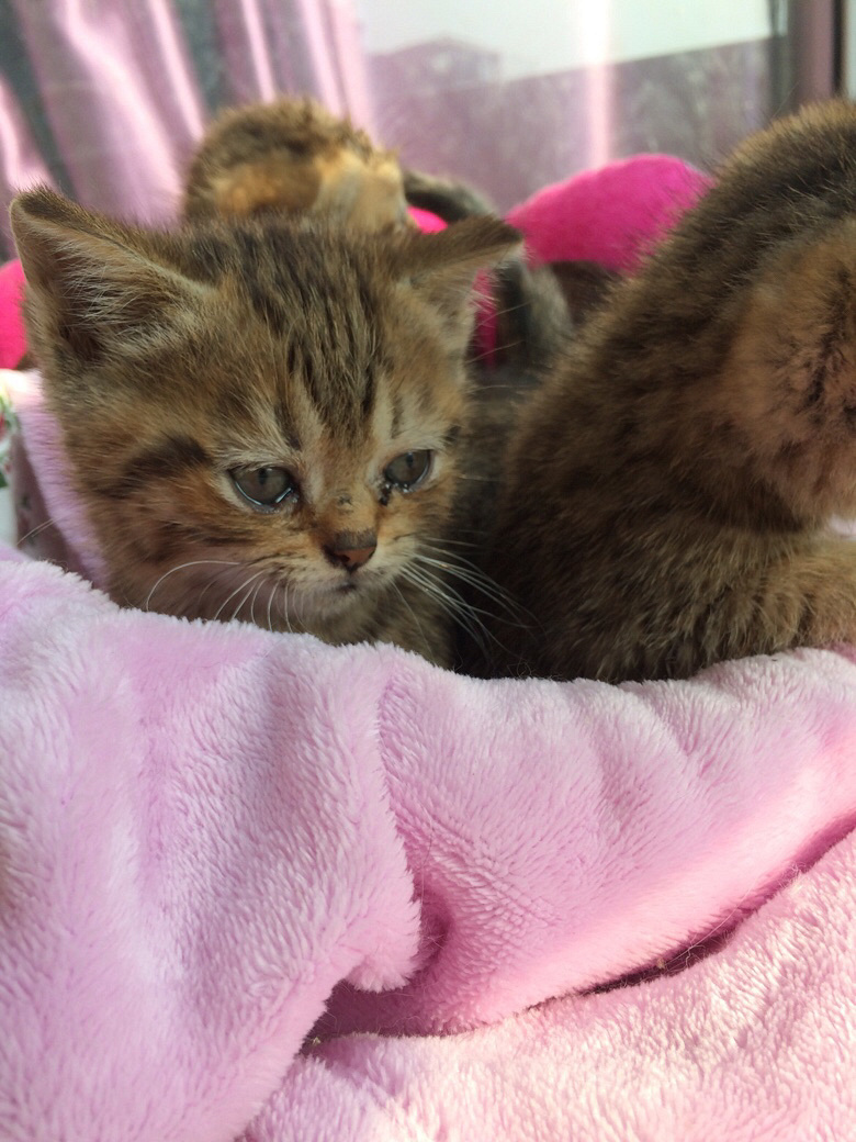 家里棕虎斑英短生的三只小猫