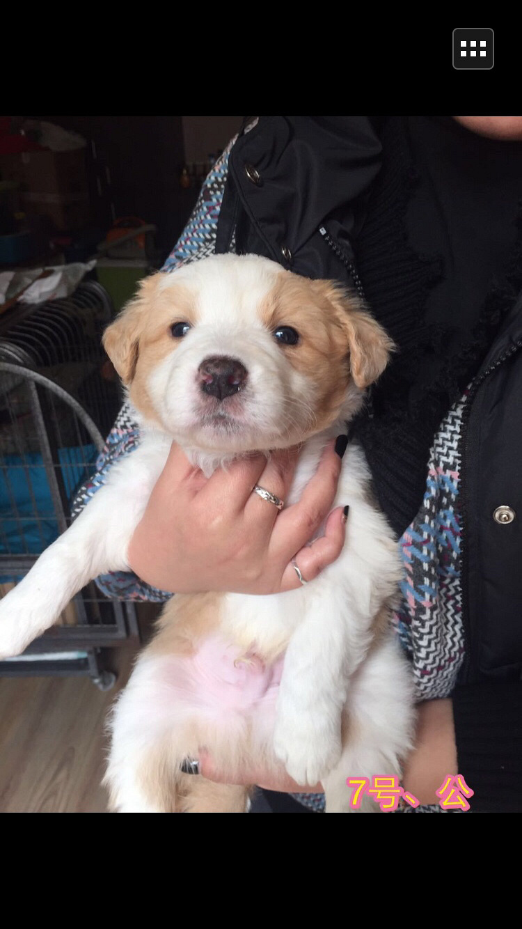 自己家养的边牧生的小狗1有16日出生还有