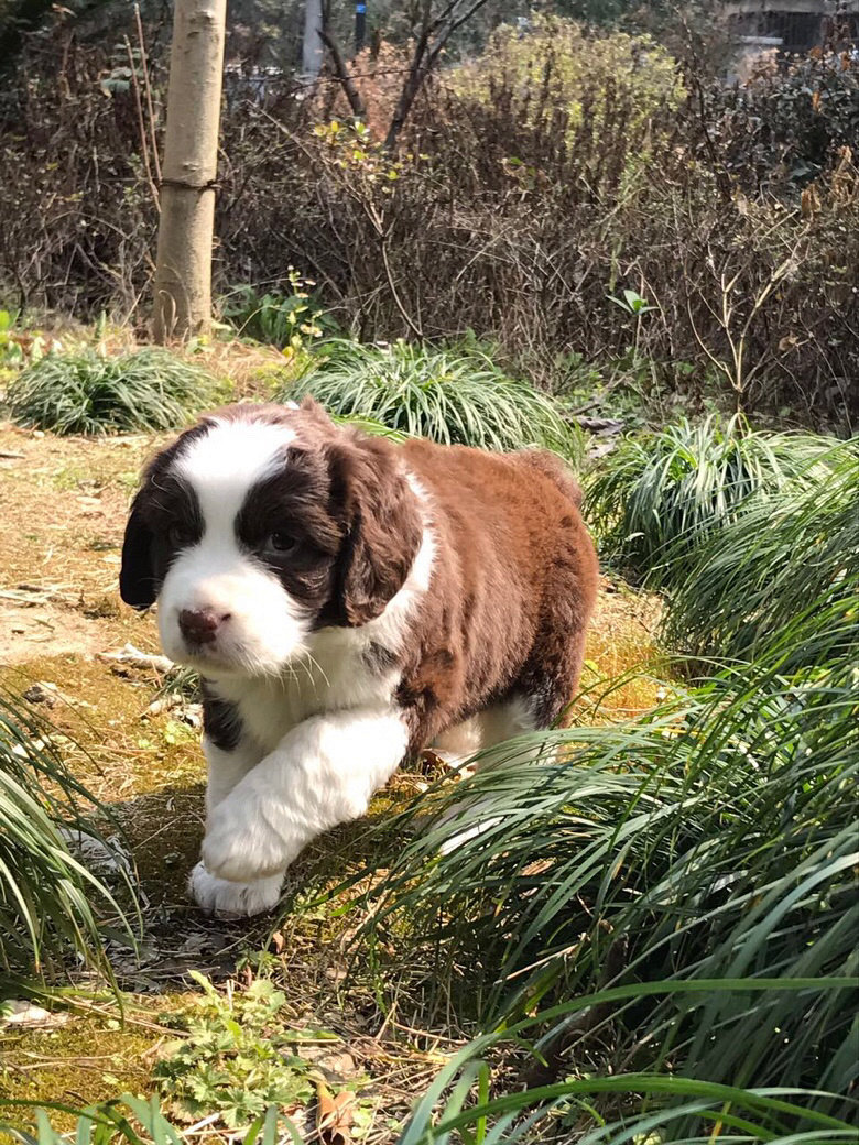 出售5公2母展示型史宾格,单血统