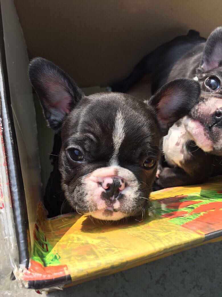 法斗奶油血黑虎斑弟弟-宠物送养区-杭州19楼