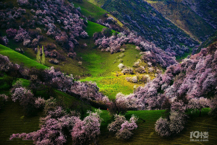 新疆吐尔根野杏花，4月初开花，中旬结束，约趁早哦