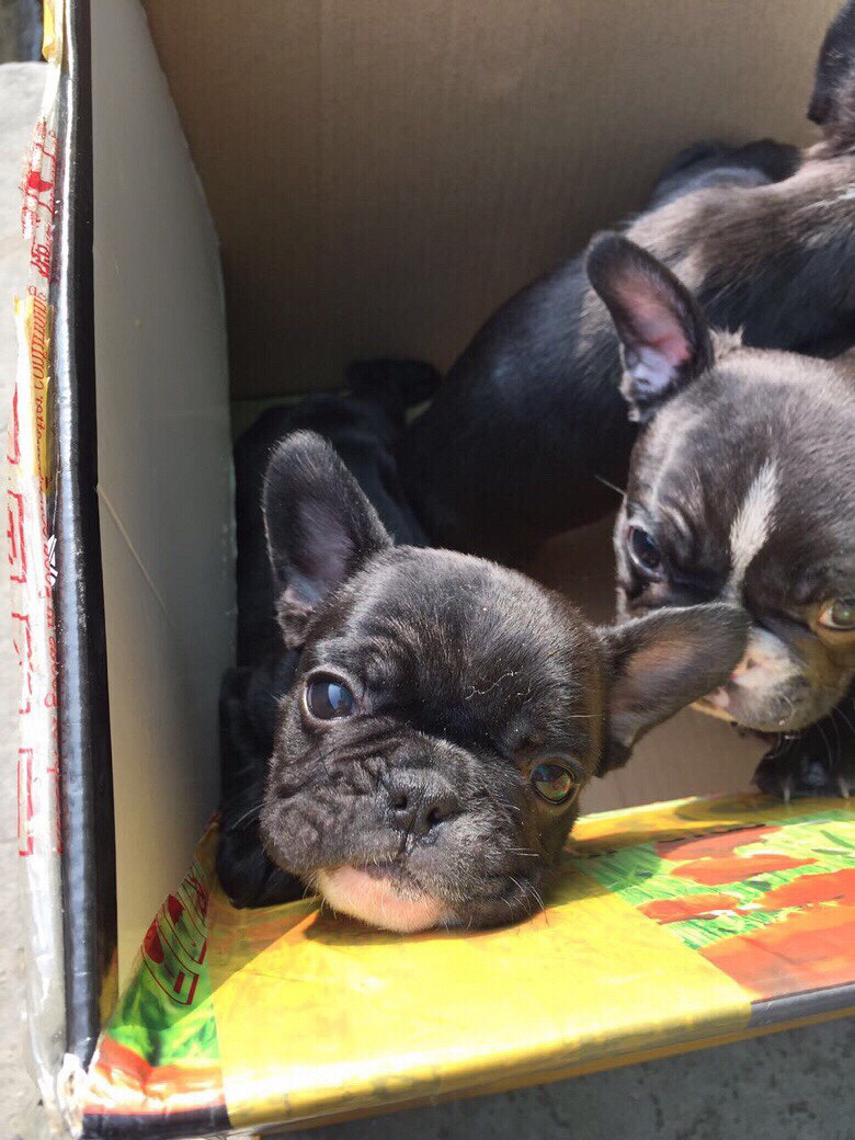 法斗奶油血黑虎斑弟弟-宠物送养区-杭州19楼