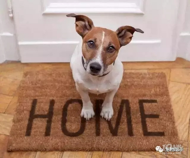 狗狗爱拆家?可能是分离焦虑症惹的祸!-爱宠分