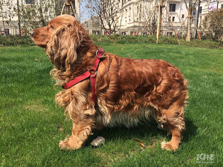 寻爱犬,酬金5000-家有宠物-杭州19楼