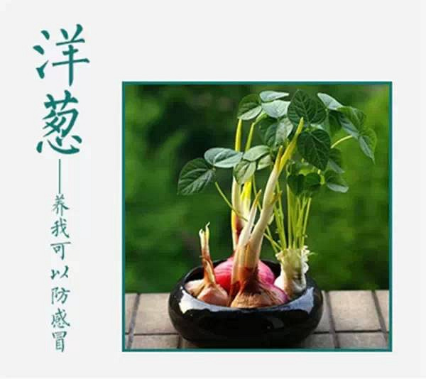 菠萝顶花真的会长出菠萝吗?吃货们现身说法-社