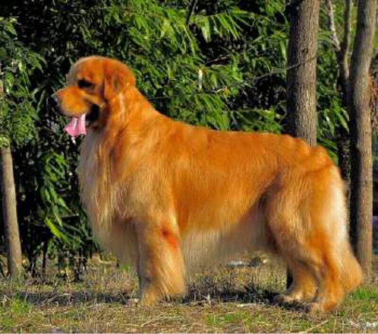 拉菲直女金毛狗妹妹一岁半 带证书带芯片!