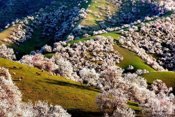 新疆梦幻美景——随季追花海，现在去看野杏花