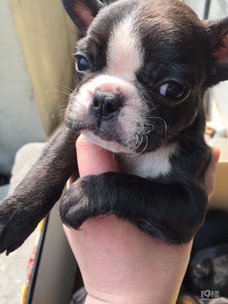 法斗奶油血黑虎斑弟弟-宠物送养区-杭州19楼