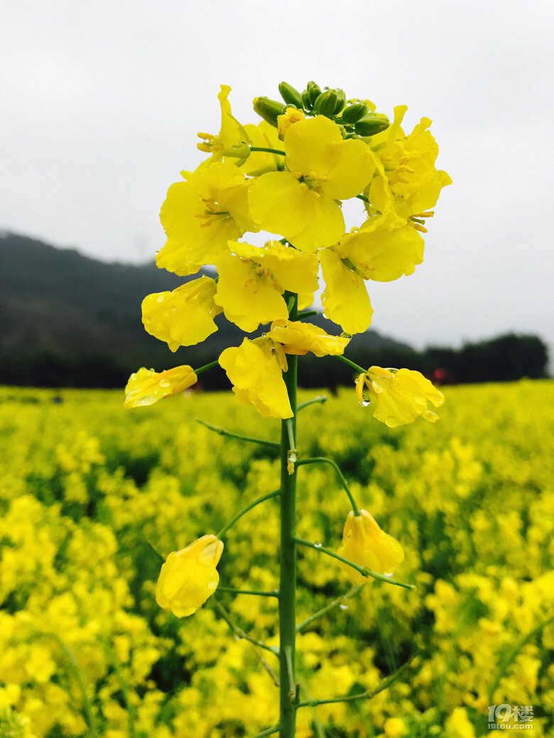 大片大片的油菜花