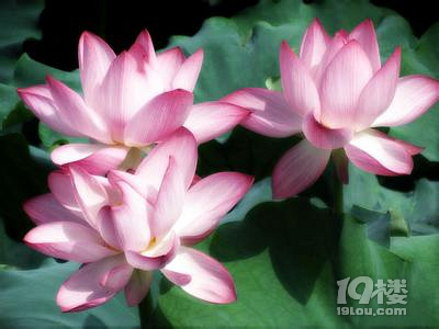 荷花什么时候开?哪里看荷花最合适?