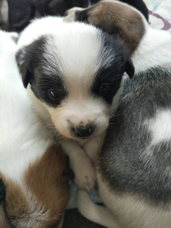 爱心人士来领养狗狗吧