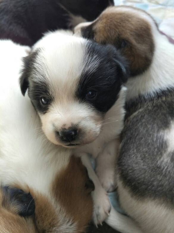 爱心人士来领养狗狗吧