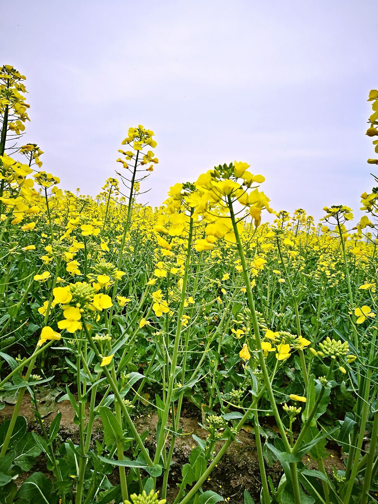 油菜花,湘湖三期